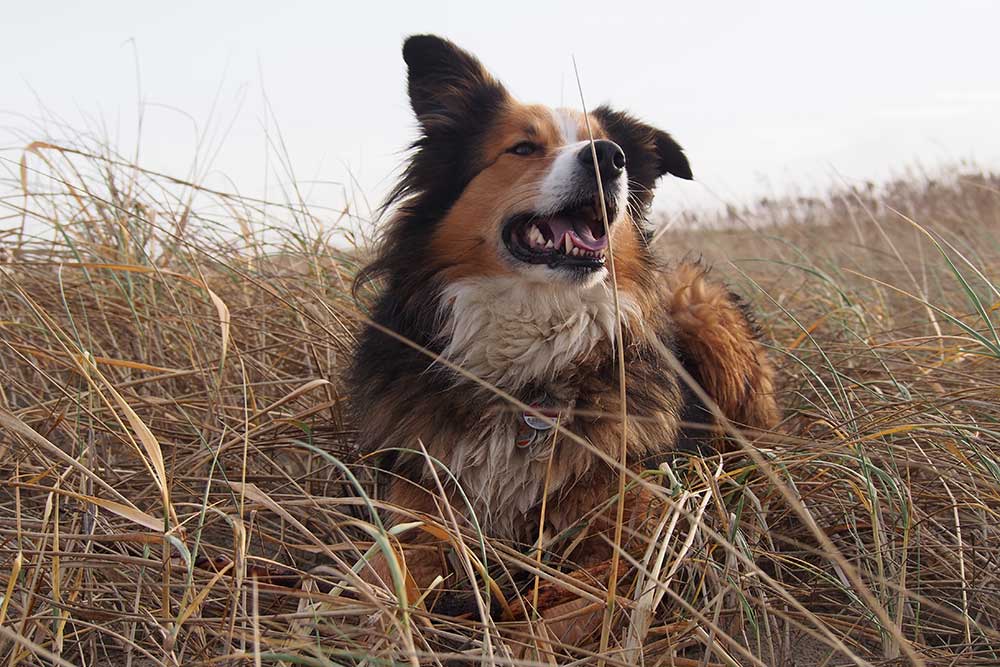 Ferienwohnung St. PeterOrding Familienurlaub Nordsee Urlaub mit Hund