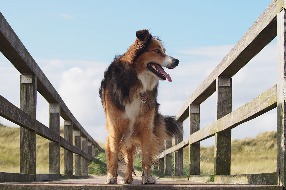 ferienwohnung st peter ording mit hund